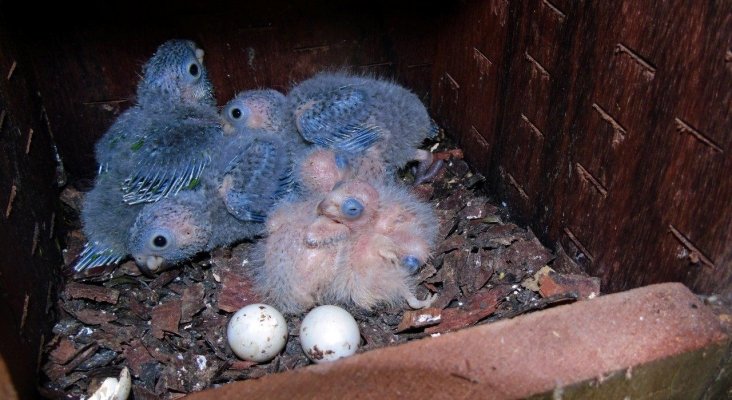 Loro Parque Fundación salva a 10 especies de loros de su total extinción en la naturaleza (1)