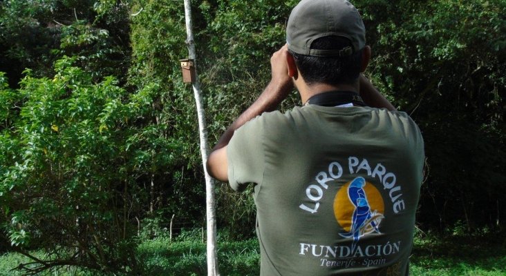 Loro Parque Fundación salva a 10 especies de loros de su total extinción en la naturaleza (4)