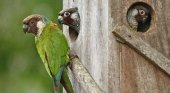 Loro Parque Fundación salva a 10 especies de loros de la extinción