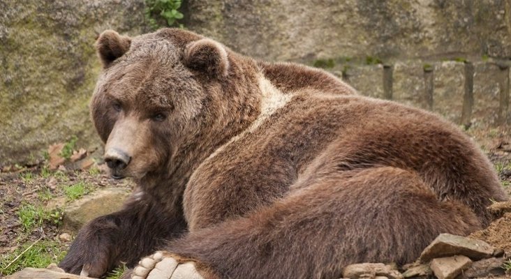 El alcalde de Vigo se rebela contra el zoo: "No quiero animales en cautividad" | Foto: VigoZoo