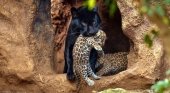 Loro Parque celebra el nacimiento de dos mellizos de jaguar