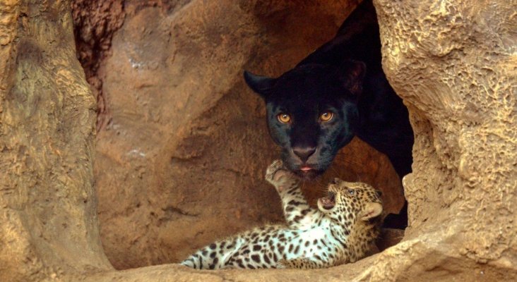 Loro Parque celebra el nacimiento de los mellizos de jaguar (3)
