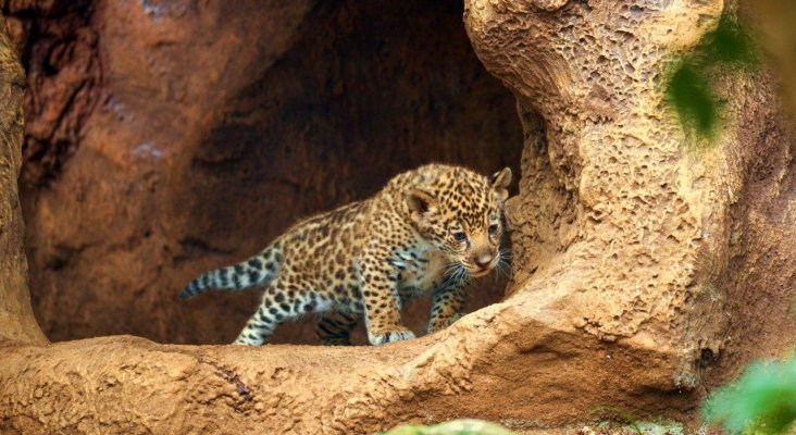 Loro Parque celebra el nacimiento de los mellizos de jaguar (2)