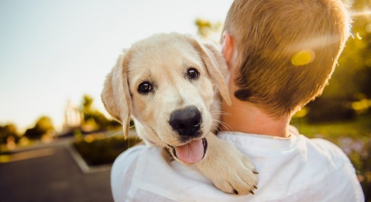 EE.UU. endurecerá los requisitos para viajar con animales de apoyo emocional