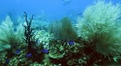 TUI Care lanza una iniciativa para proteger los arrecifes de coral de R. Dominicana- The Reef World Foundation