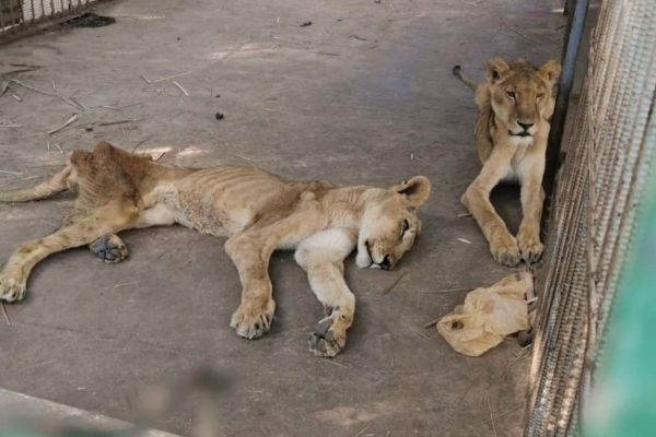 Rescatan a los leones famélicos del zoo de Jartum (Sudán)