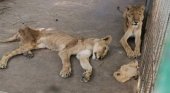 Rescatan a los leones famélicos del zoo de Jartum (Sudán)