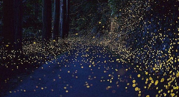 El turismo contribuye a la extinción de las luciérnagas | Foto: ok diario