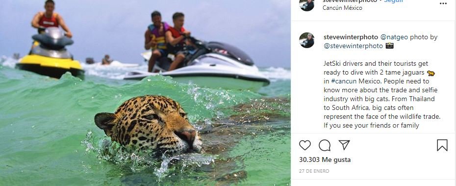 Denuncian "abuso animal" en las atracciones que permiten fotografiarse con jaguares| Foto: Steve Winter, fotógrafo del National Geographic vía Instagram