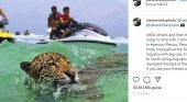 Denuncian "abuso animal" en las atracciones que permiten fotografiarse con jaguares| Foto: Steve Winter, fotógrafo del National Geographic vía Instagram