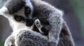 Un rayo de esperanza en Loro Parque nace una cría de lémur de cola anillada (2)
