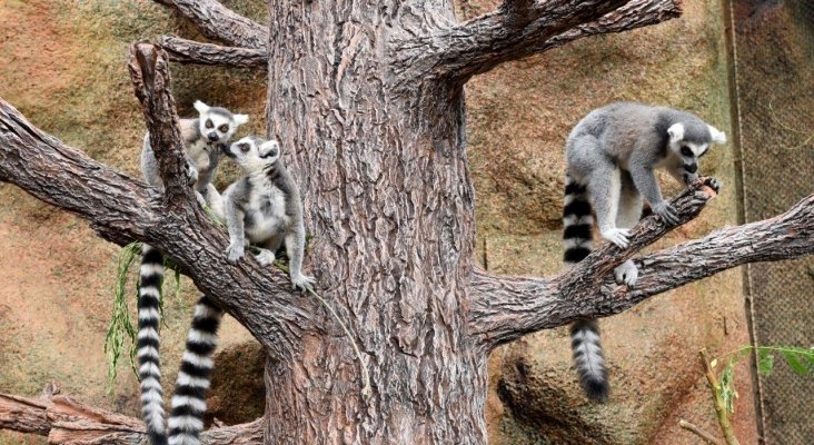 Un rayo de esperanza en Loro Parque nace una cría de lémur de cola anillada (1)