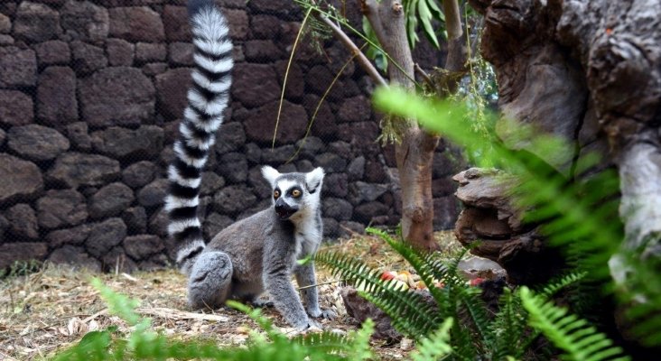 Un rayo de esperanza en Loro Parque nace una cría de lémur de cola anillada (5)