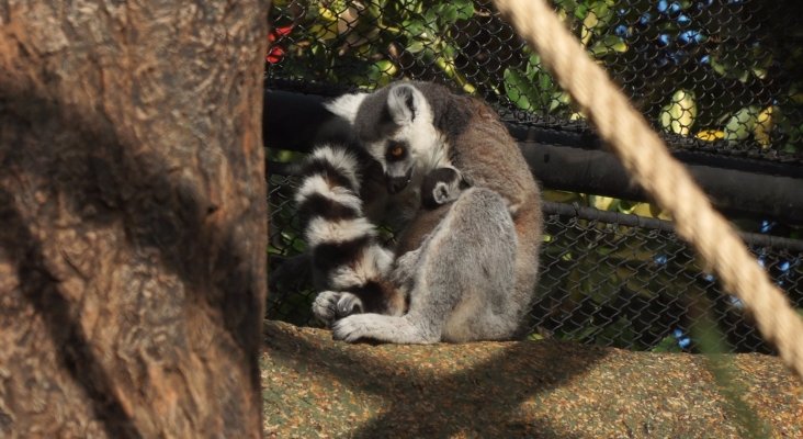 Un rayo de esperanza en Loro Parque nace una cría de lémur de cola anillada (3)