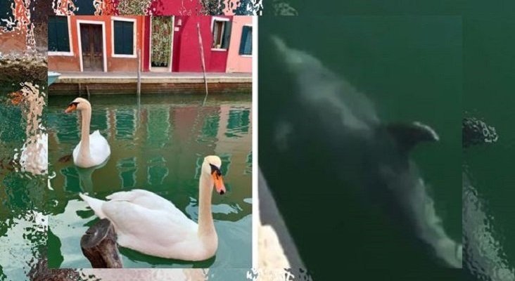 Delfines, cisnes y peces ocupan los desérticos canales de Venecia |Foto: 24horaspuebla.com