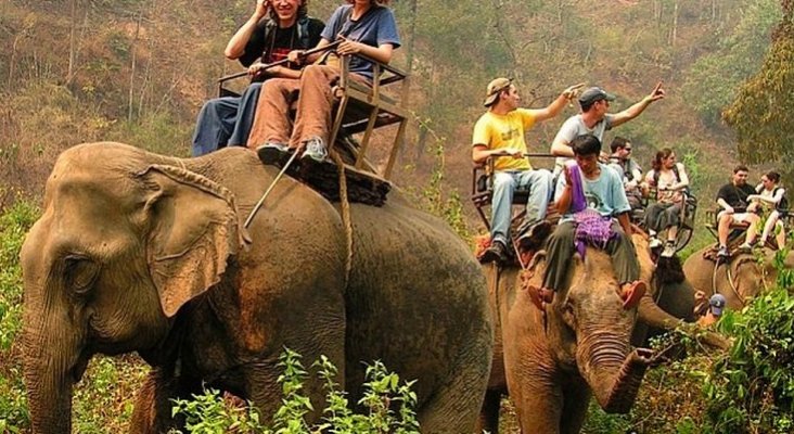 La pandemia fuerza la puesta en libertad de 78 elefantes en Tailandia | Foto: walac.pe