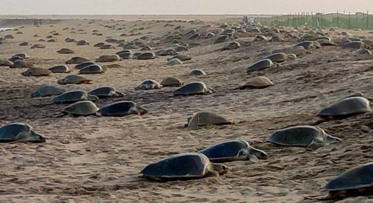 Las playas vacías, una oportunidad única para el anidamiento de las tortugas|Foto