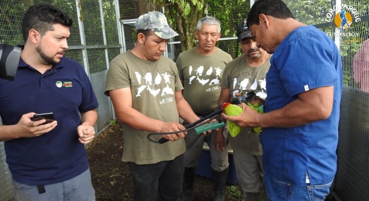 loro parque fundacion libera seis guacamayos en ecuador (1)