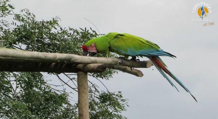 loro parque fundacion libera seis guacamayos en ecuador (4)