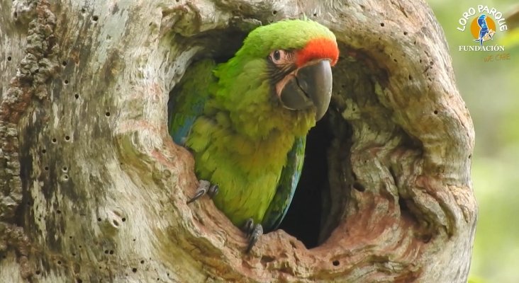 loro parque fundacion libera seis guacamayos en Ecuador