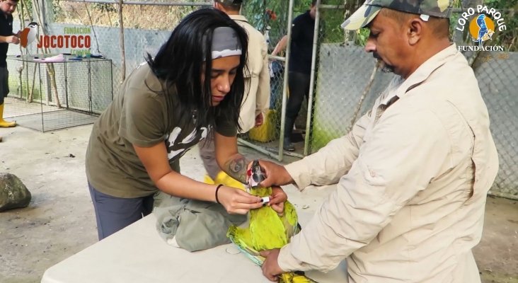 loro parque fundacion libera seis guacamayos en ecuador (2)