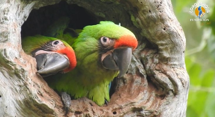 loro parque fundacion libera seis guacamayos en ecuador (5)