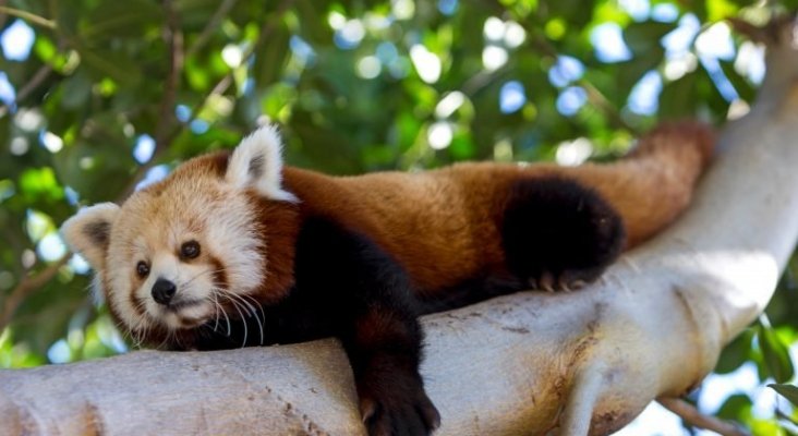 loro parque pandas rojos 4 resize 768x561