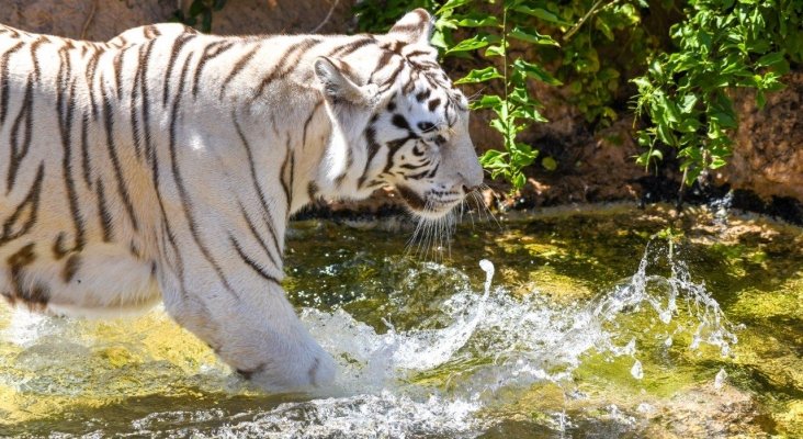 loro parque da la bienvenida al verano (4)