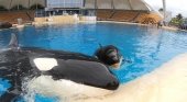 La orca Morgan junto a su cría Ula en Loro Parque