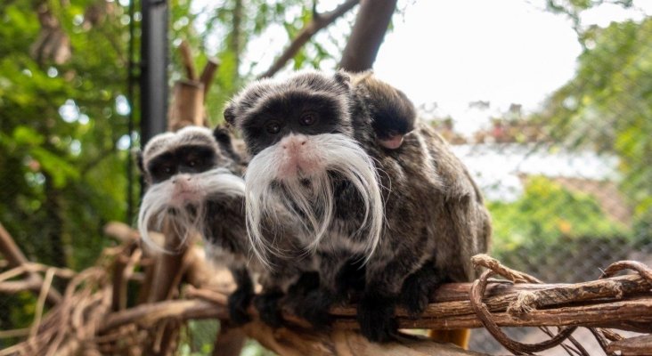 Nacen en Loro Parque dos mellizos de tití emperador