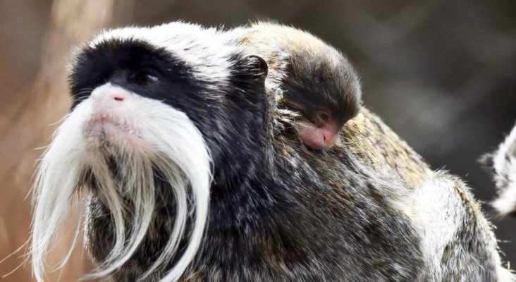 Nacen en Loro Parque dos mellizos de tití emperador (4)