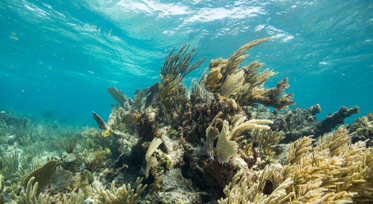 Grupo Iberostar y México se alían para proteger los arrecifes de corales | Foto: Arrecife Mesoamericano- tncmx.org