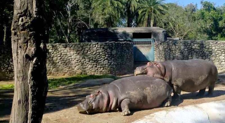 Hipopotamos en un zoológico