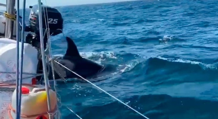 Preocupación por los ataques de orcas a veleros en costas gallegas Twitter (@SalvamentoGob)