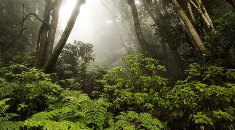 bosque del cedro gomera