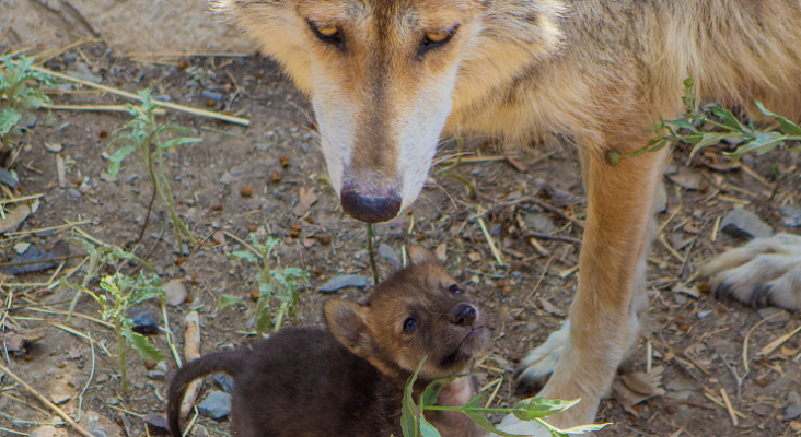 Cachorro de lobo gris nacido bajo el programa de conservación Foto Gobierno de México