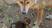 Cachorro de lobo gris nacido bajo el programa de conservación Foto Gobierno de México