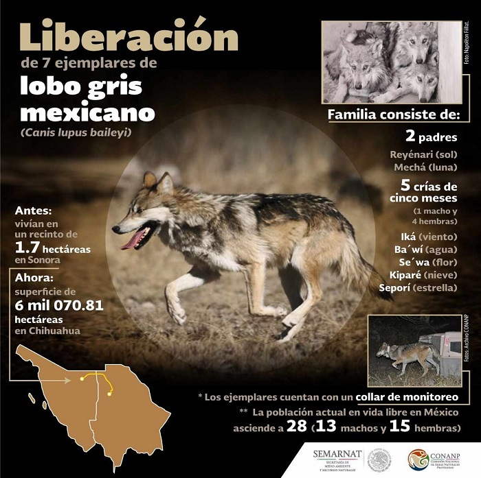 Liberación del lobo mexicano