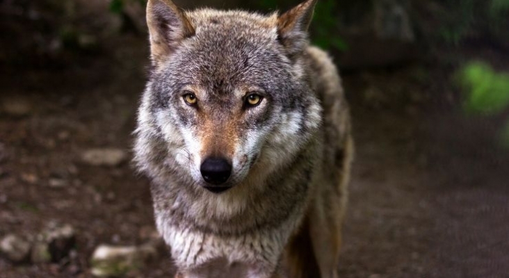 Prohibida la caza del lobo en todo el territorio español