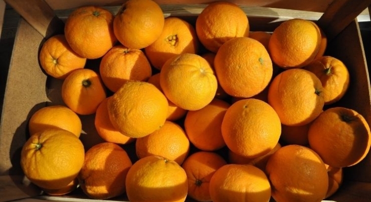 Cuatro pasajeros se comieron 30 kilos de naranjas en media hora para no pagar exceso de equipaje