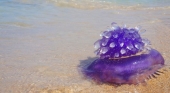 Turista muere en tailandia por picadura de medusa