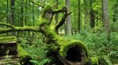 Bosque de Bialowieza