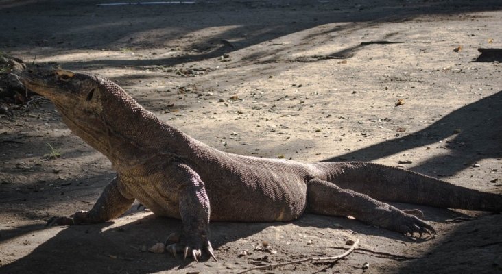 El dragón de Komodo atacó cuando estaba alimentándose