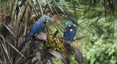 Loro Parque Fundación introduce más ejemplares de guacamayo de Lear en su medio natural en Brasil | Foto: Thiago Filadelfo/Loro Parque