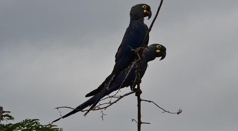 loro parque fundacion guacamayos naturaleza