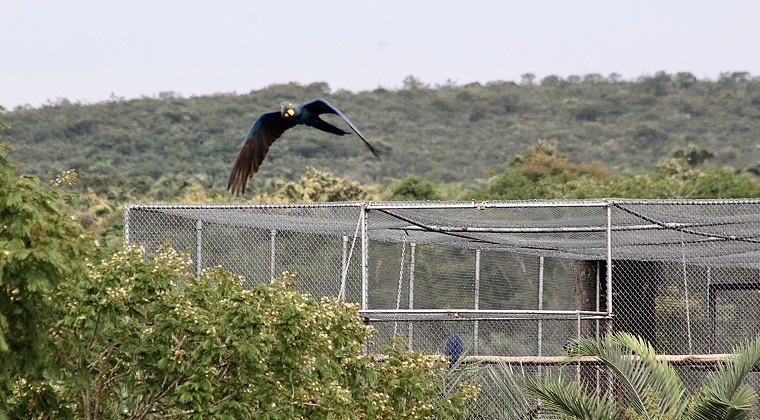 Foto 3 Momento del vuelo de uno de los ejemplares de guacamayo de Lear. Foto Plinio Mantowani