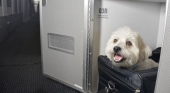 American Airlines crea cabinas para mascotas disponibles en algunos vuelos internacionales. Foto de schnauzi.com