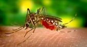 La fiebre del Dengue llega a Hawaii