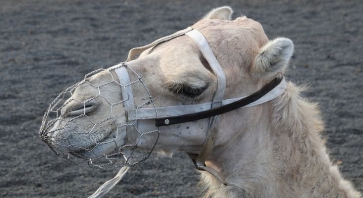 ONG denuncian las condiciones de los dromedarios turísticos en Timanfaya 