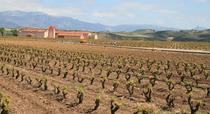 Viñedos de La Rioja